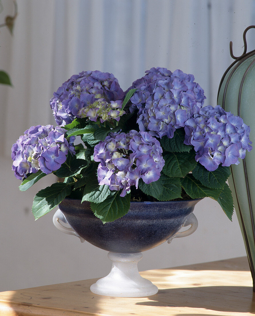 Hydrangea macrophylla