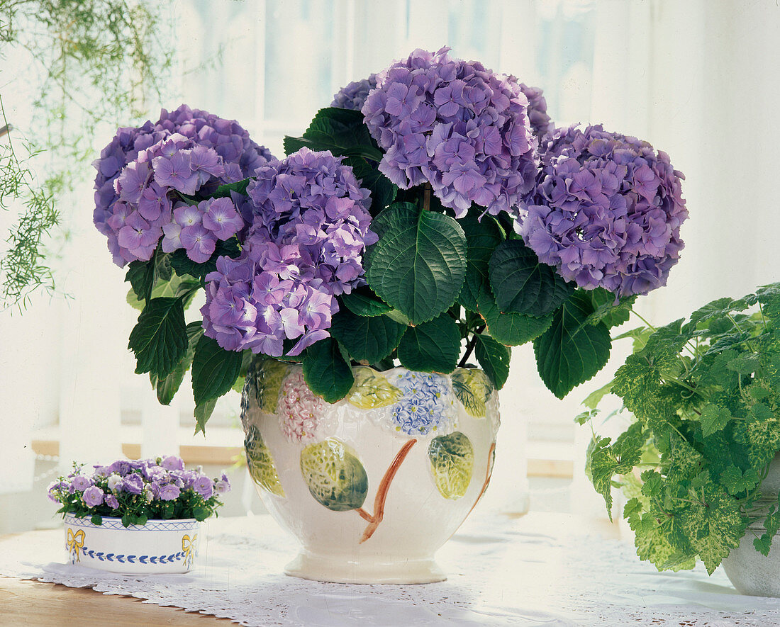 Hydrangea macrophylla