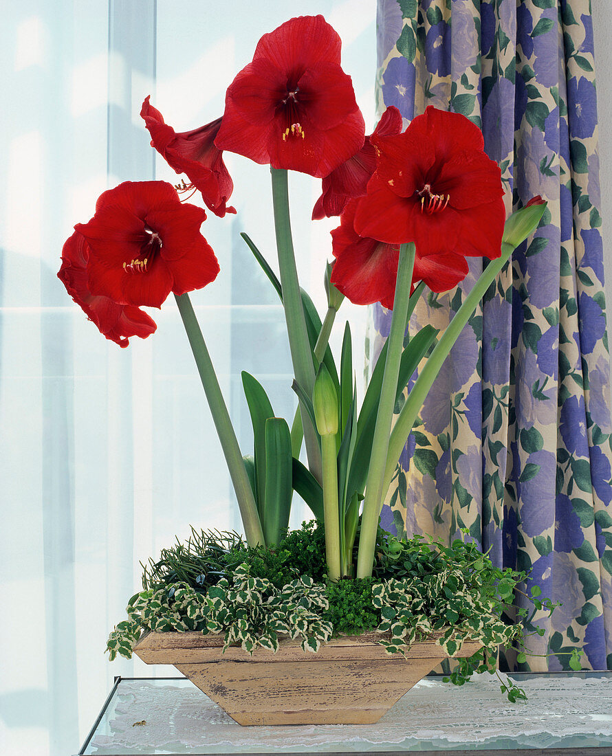 Hippeastrum hybr. 'Red Lion'