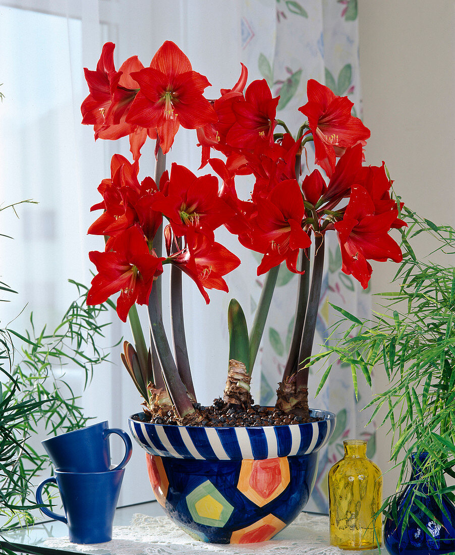 Hippeastrum hybrid 'Red Lion'