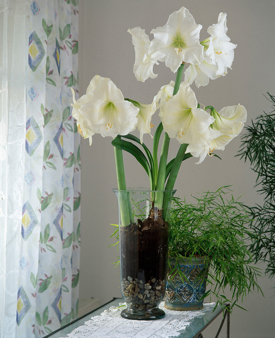 Hippeastrum Hybride 'Mont Blanc'