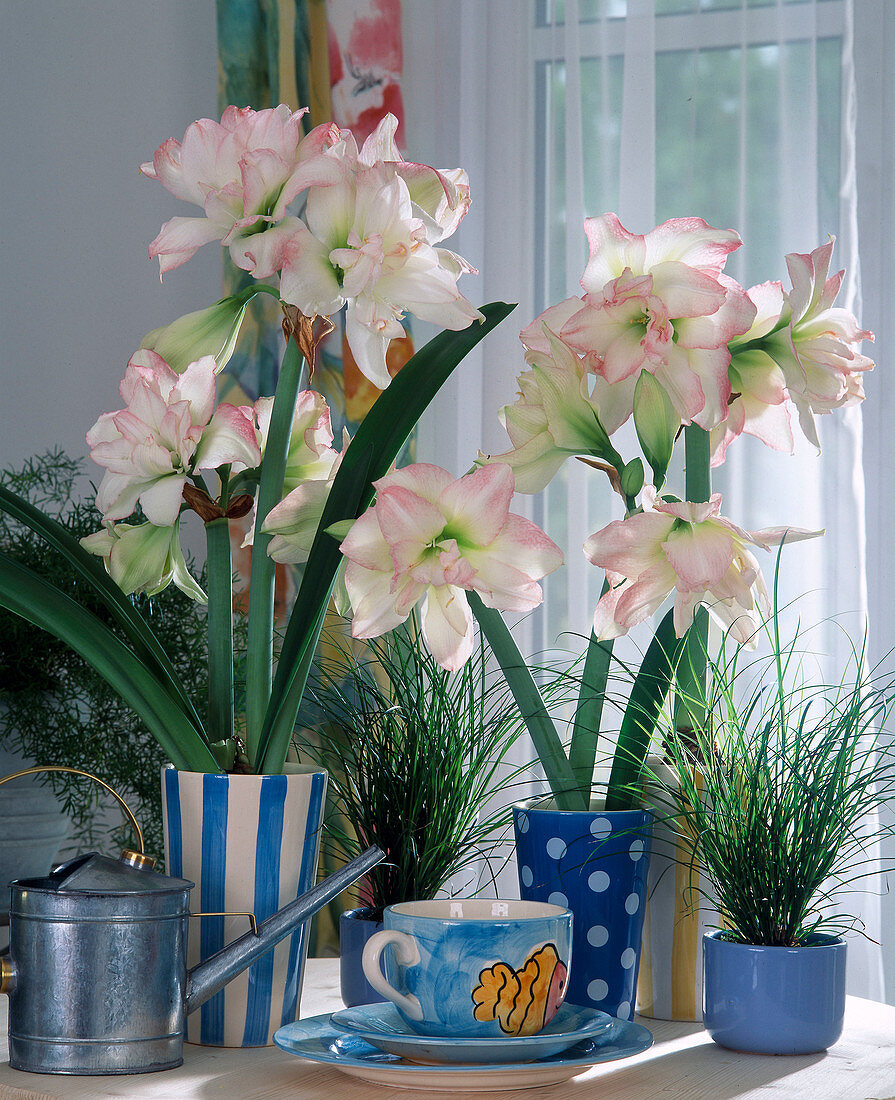 Hippeastrum Hybrid 'Double Record'