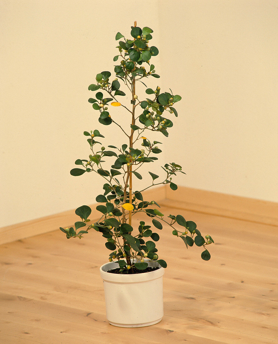 Ficus deltoides