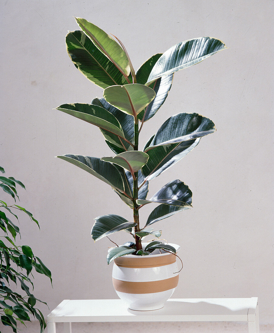 Ficus Elastica 'variegata'