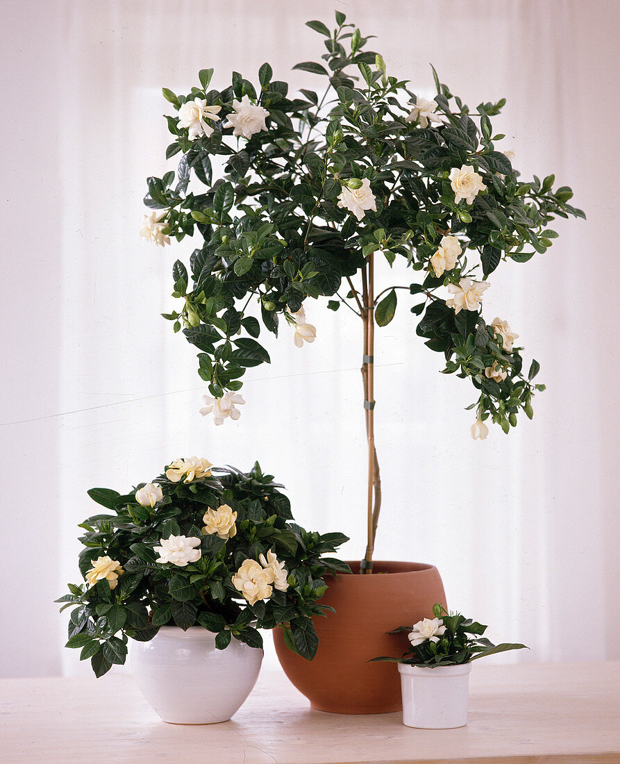 Gardenia jasminoides