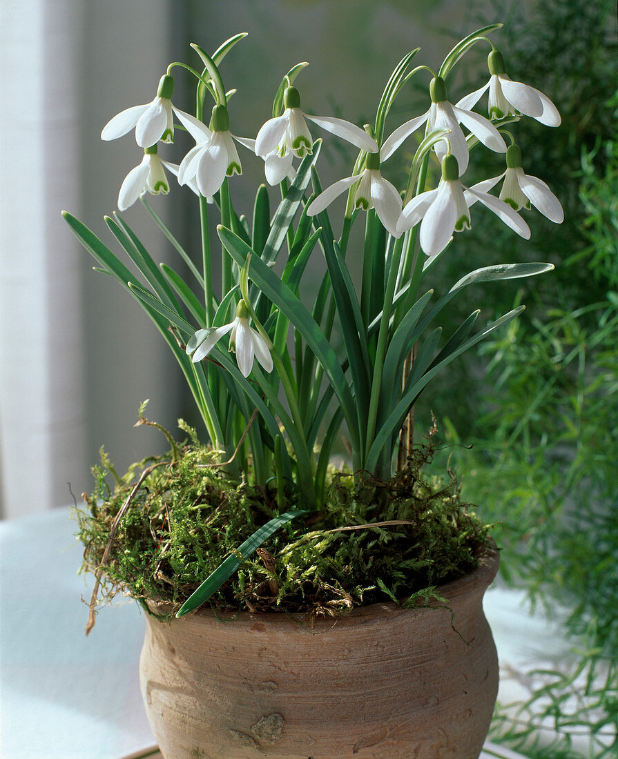 Galanthus nivalis