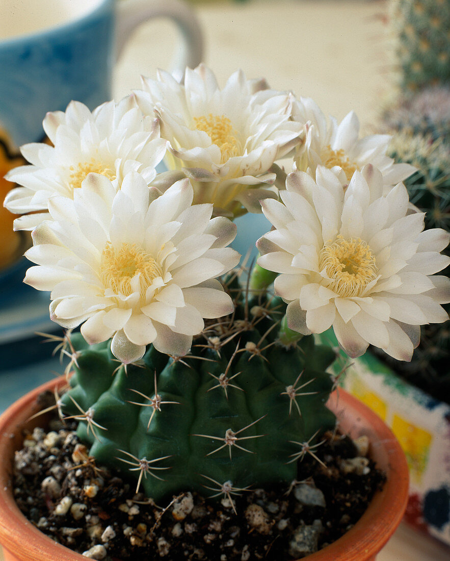 Gymnocalycium damsii