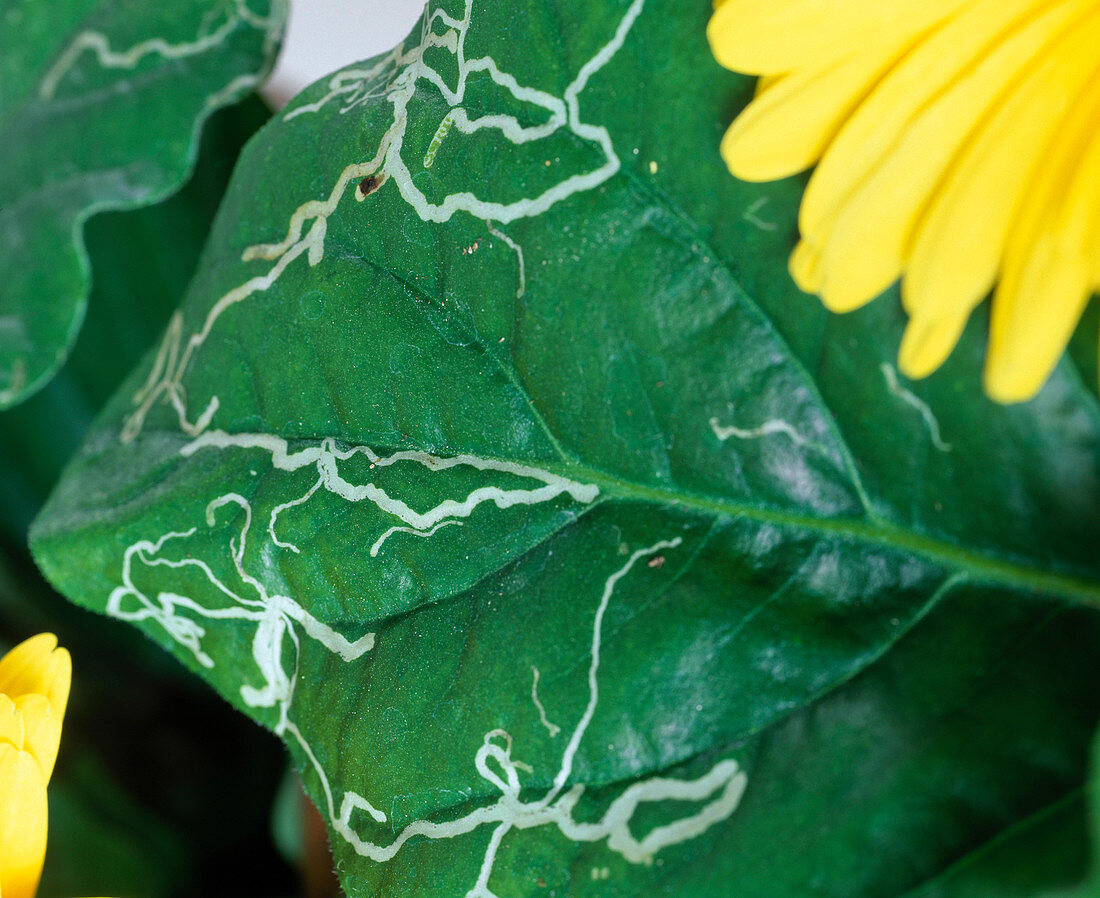 Gerbera leaf with leaf miner moth