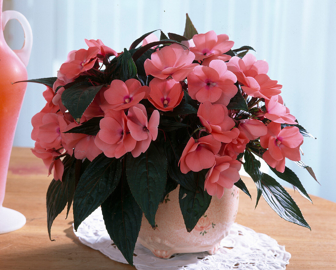 Impatiens Neu-Guinea-Hybr. 'Paradise Grenada'