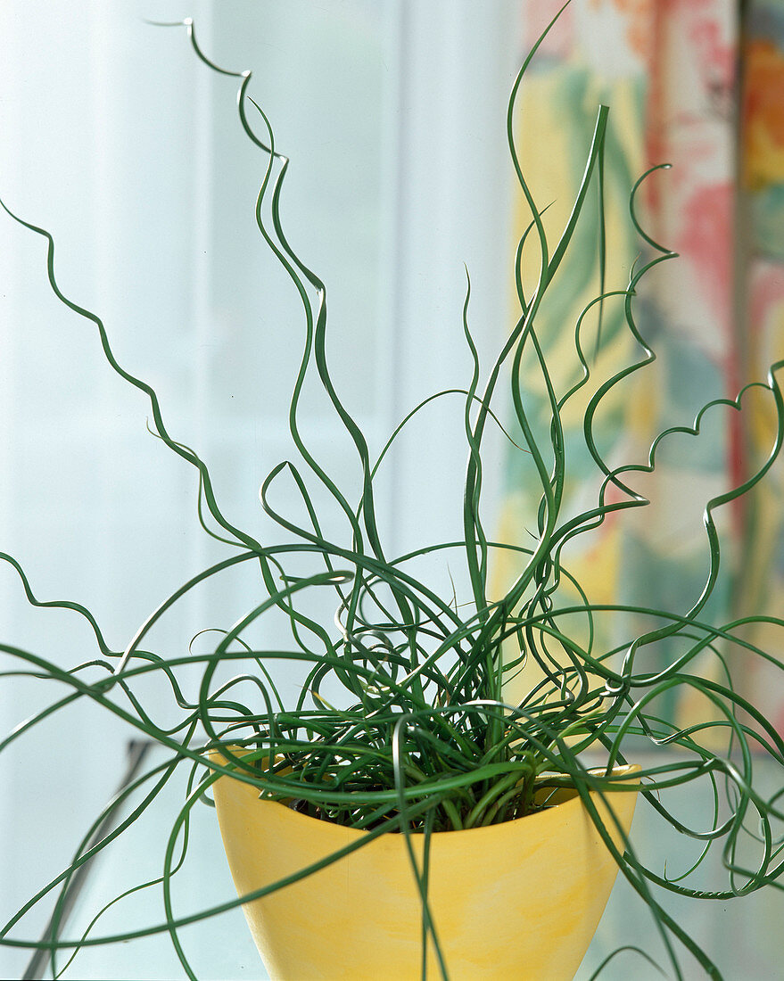 Juncus spiralis