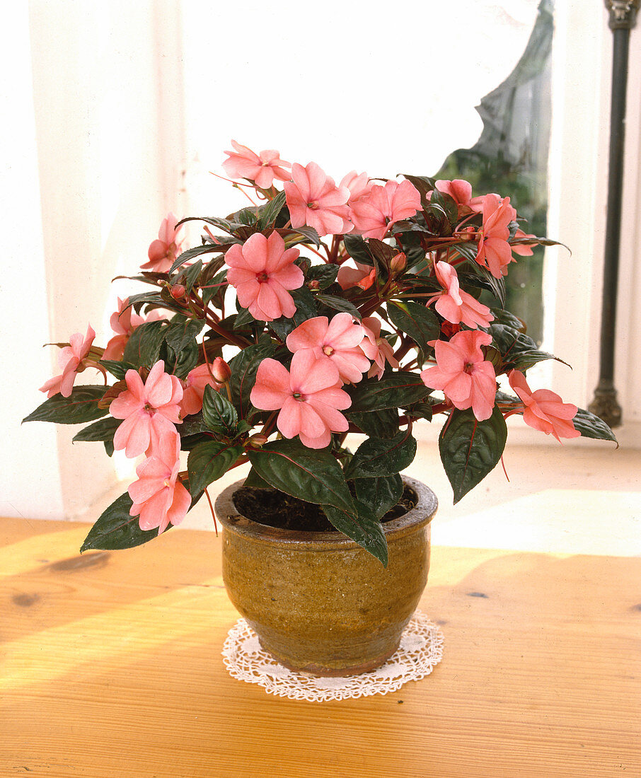 Impatiens-New Guinea hybr. 'Sesia'