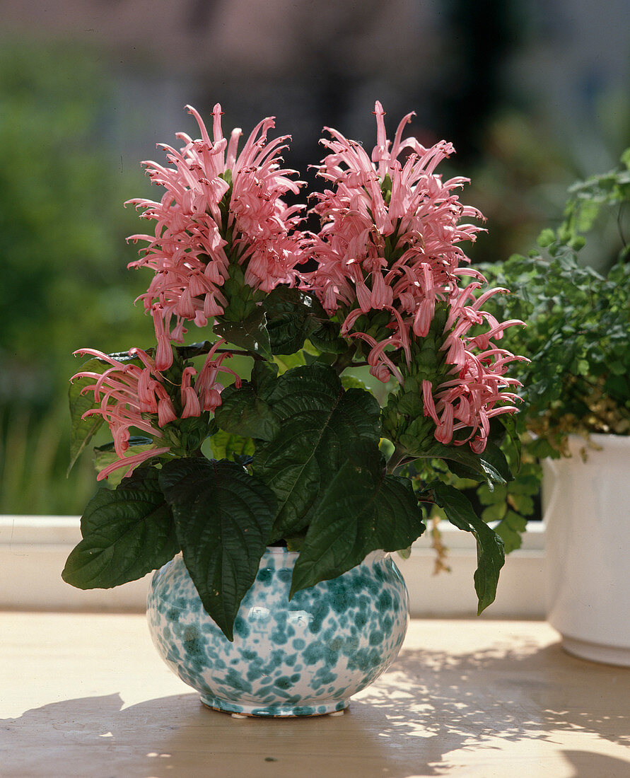 Jacobinia carnea