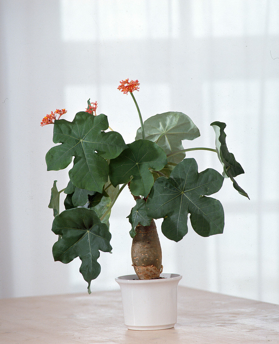 Jatropha podagrica