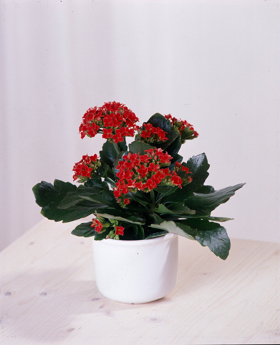 Kalanchoe blossfeldiana Hybride