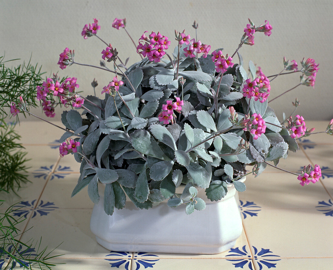 Kalanchoe laxiflora