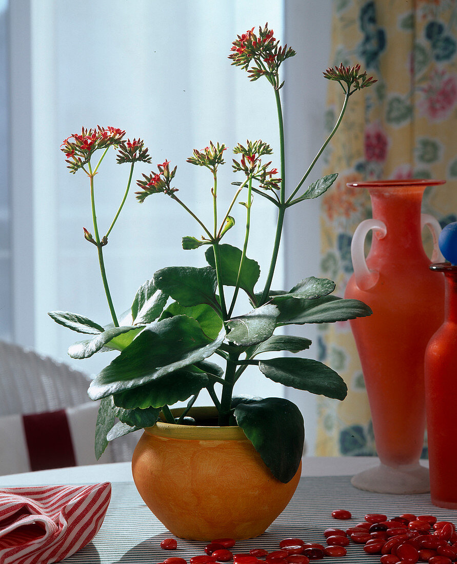 Kalanchoe 'Exotica'