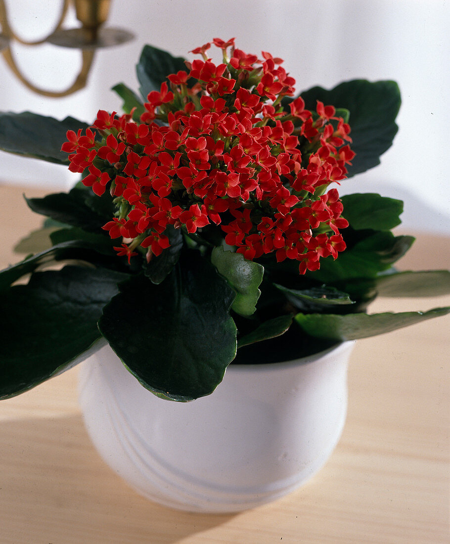 Kalanchoe blossfeldiana