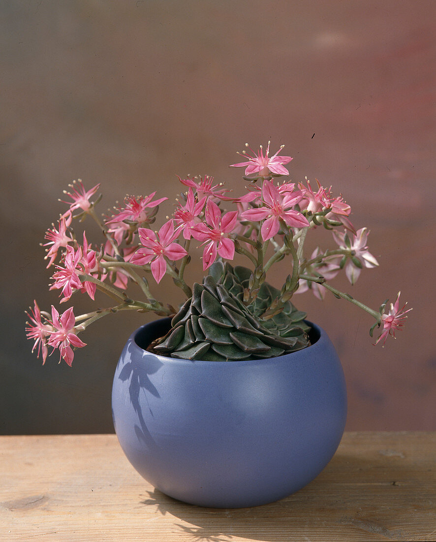 Graptopetalum (Star of Mexico)