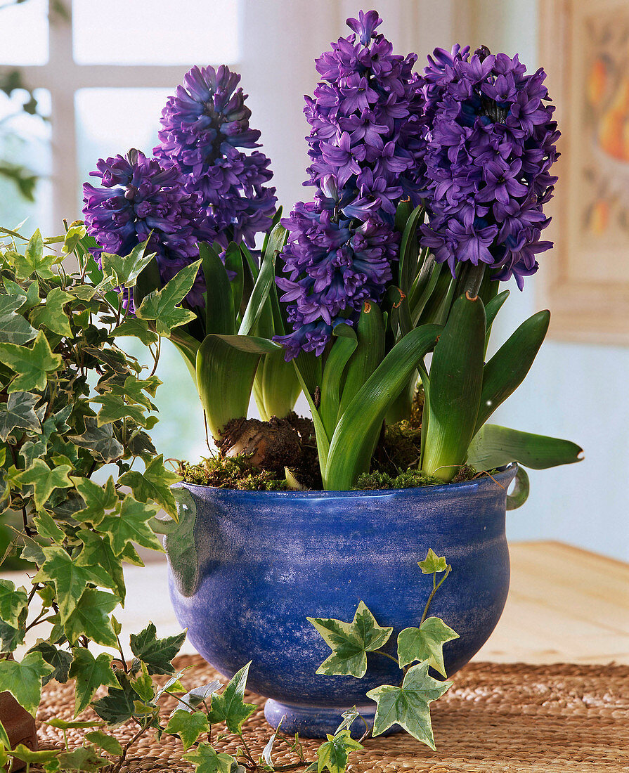 Hyacinthus ''Delft Blue''