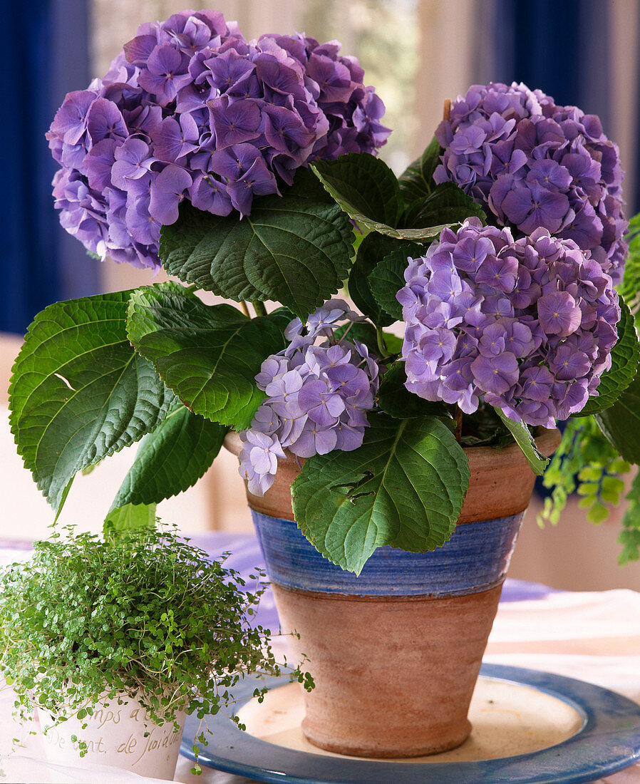 Hydrangea Macrophyllum