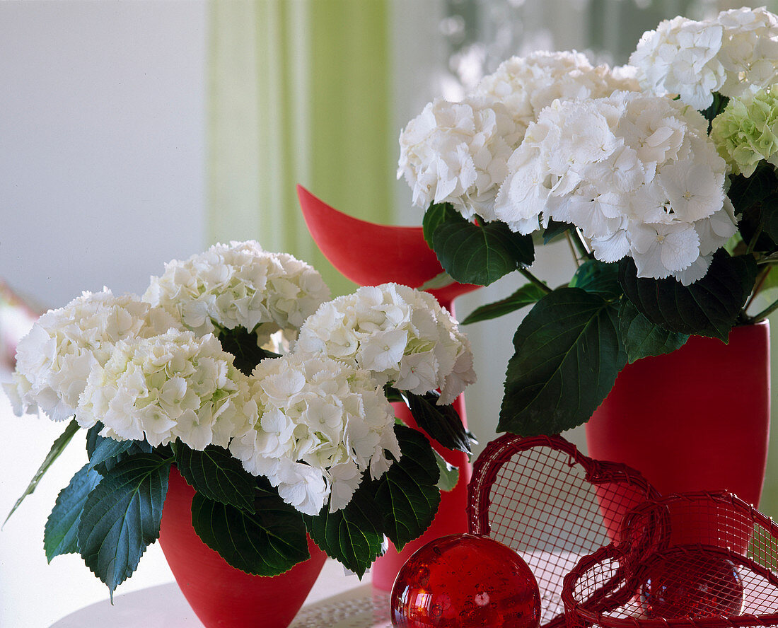 Hydrangea macrophylla 'Schneeball'