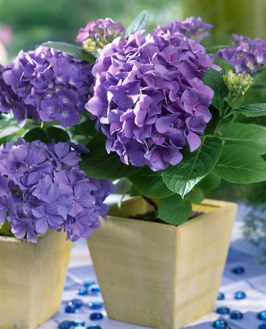 Hydrangea macrophylla 'Blauer Zwerg'