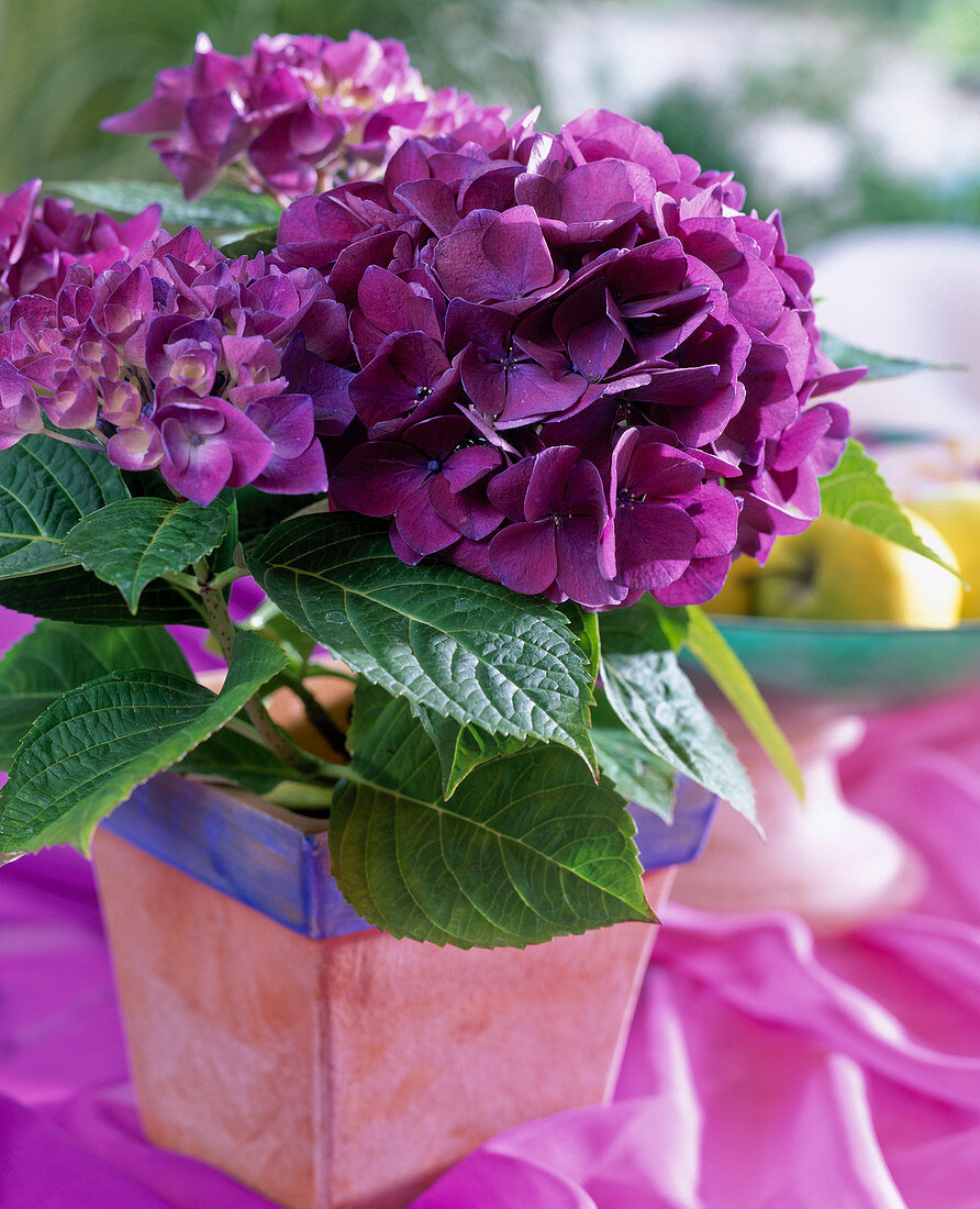 Hydrangea macrophylla 'Côte d'Azur'