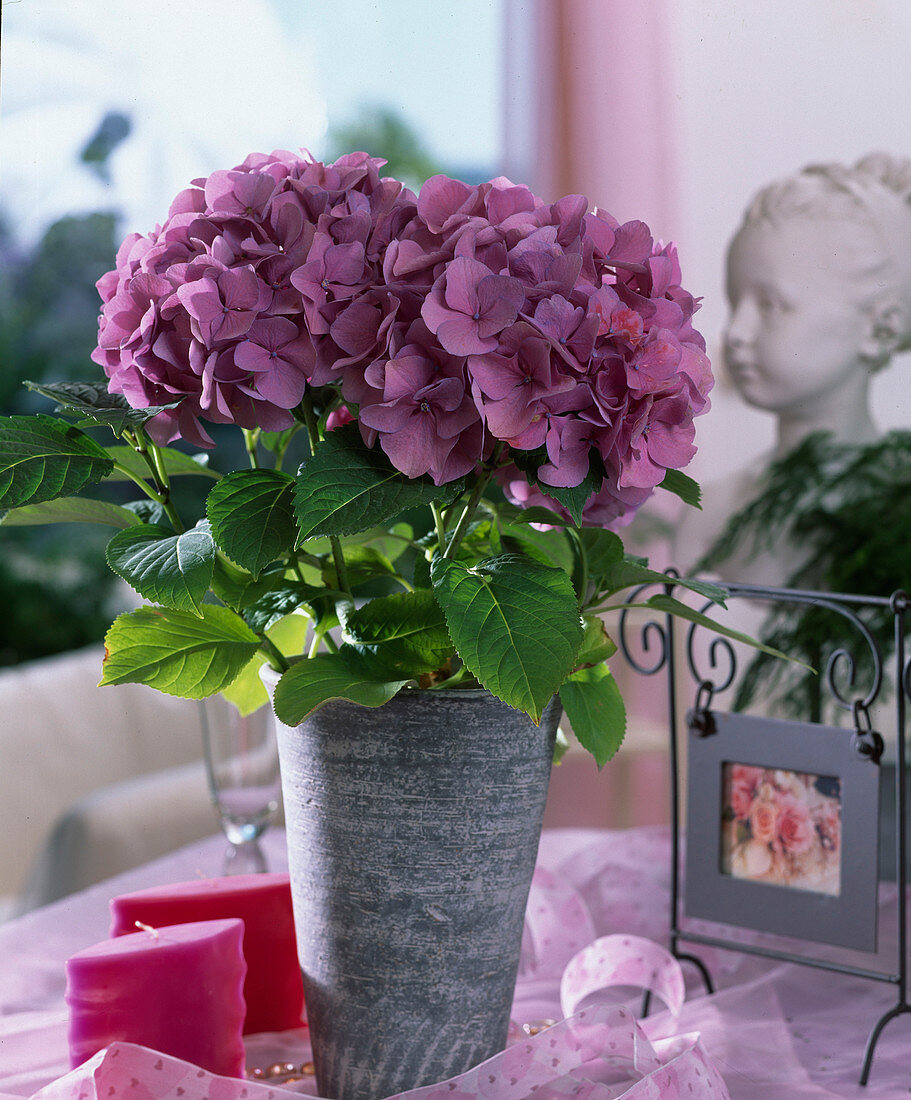 Hydrangea macrophylla 'Freudenstein'