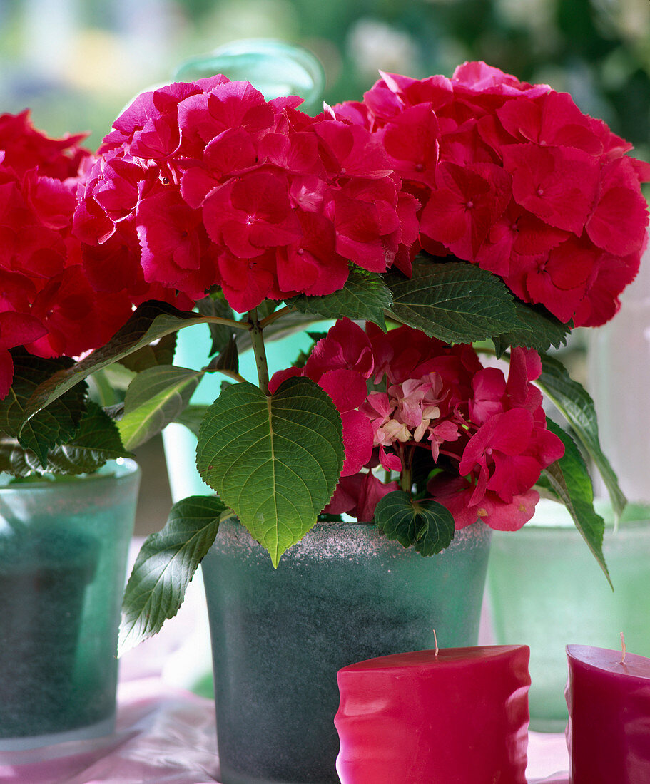 Hydrangea macrophylla 'Paris'