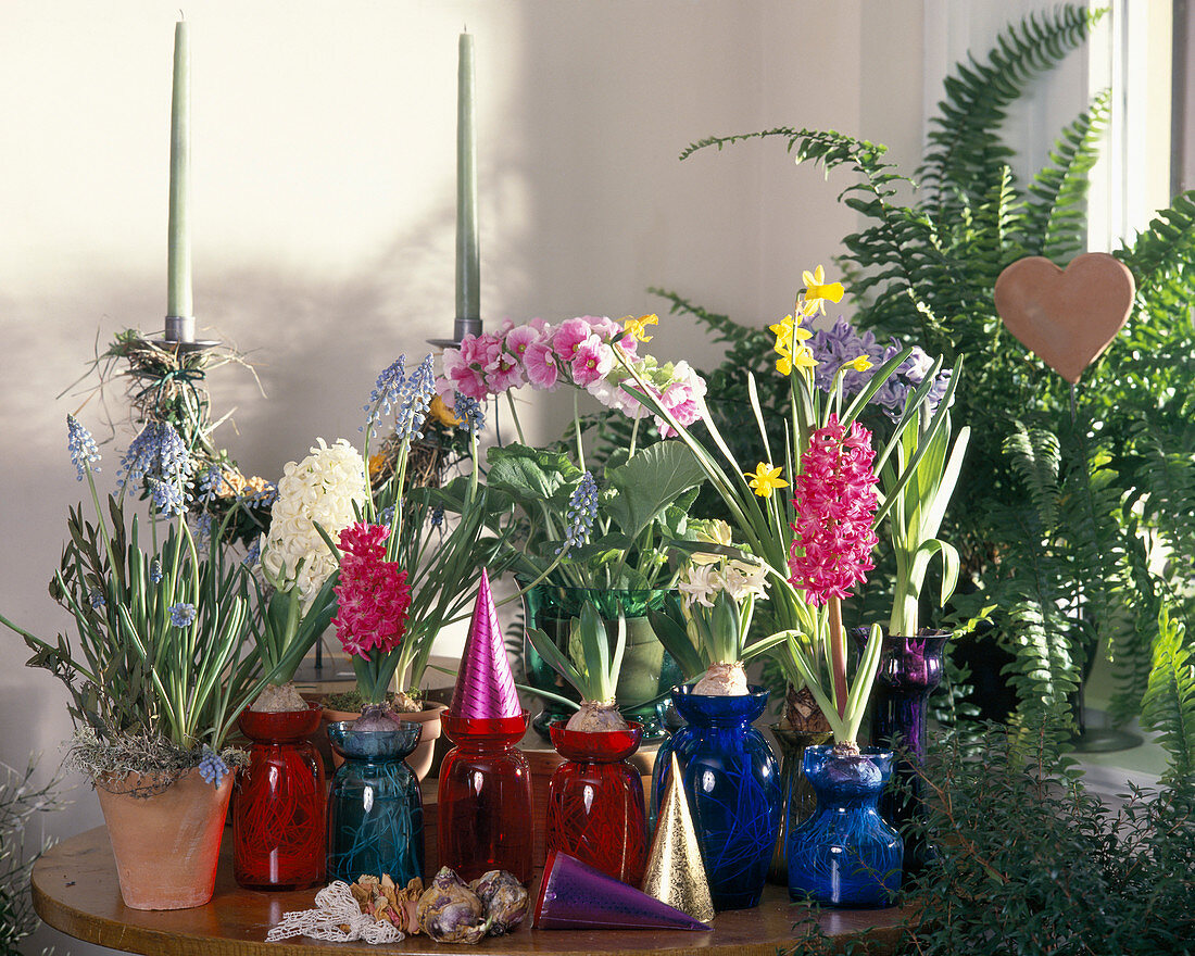 Hyacinthus orientalis grown in a water glass