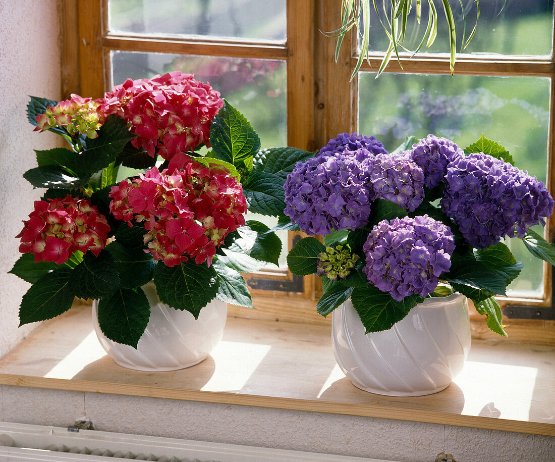 Hydrangea macrophylla