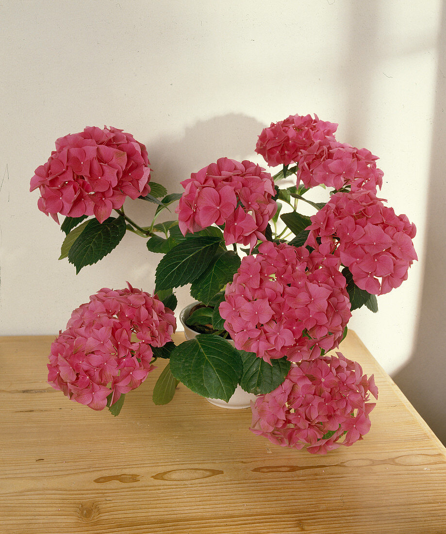 Hydrangea macrophylla