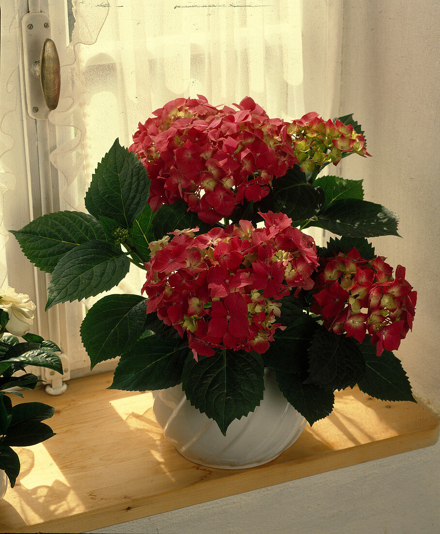 Hydrangea macrophylla