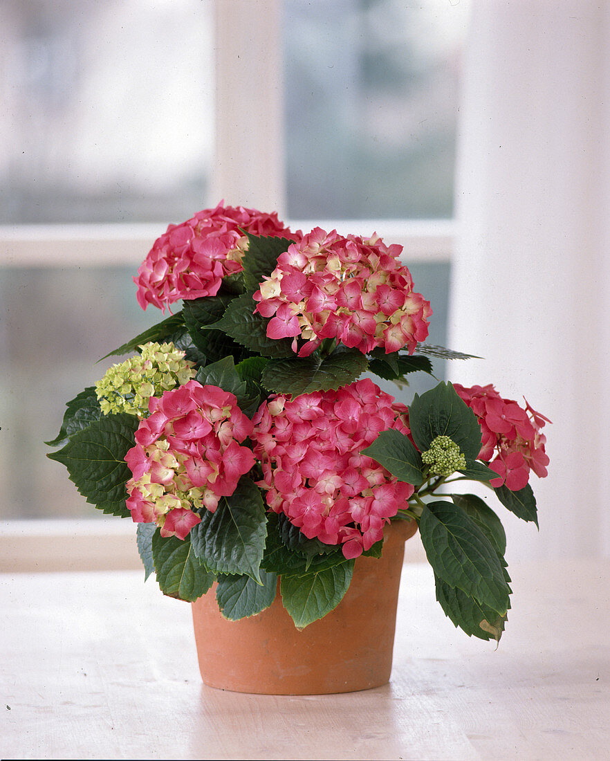 Hydrangea macrophylla