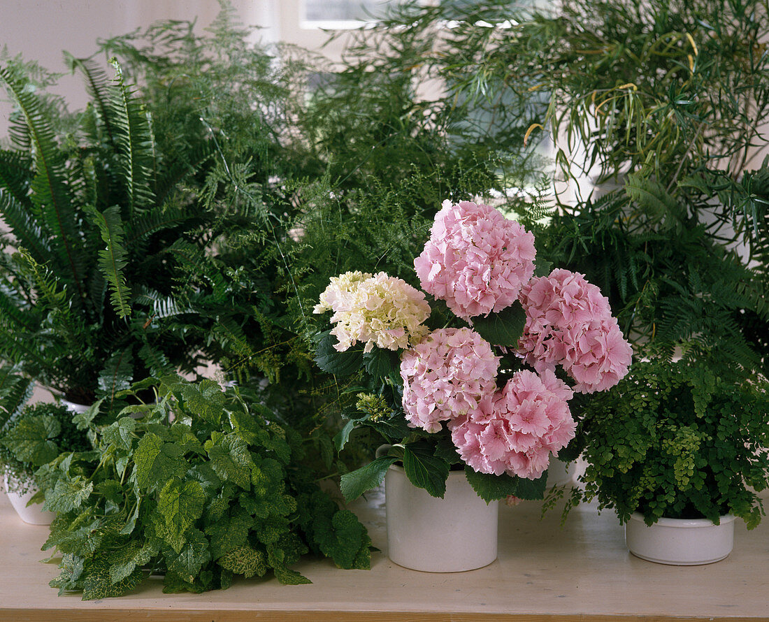 Hydrangea, Tolmiea