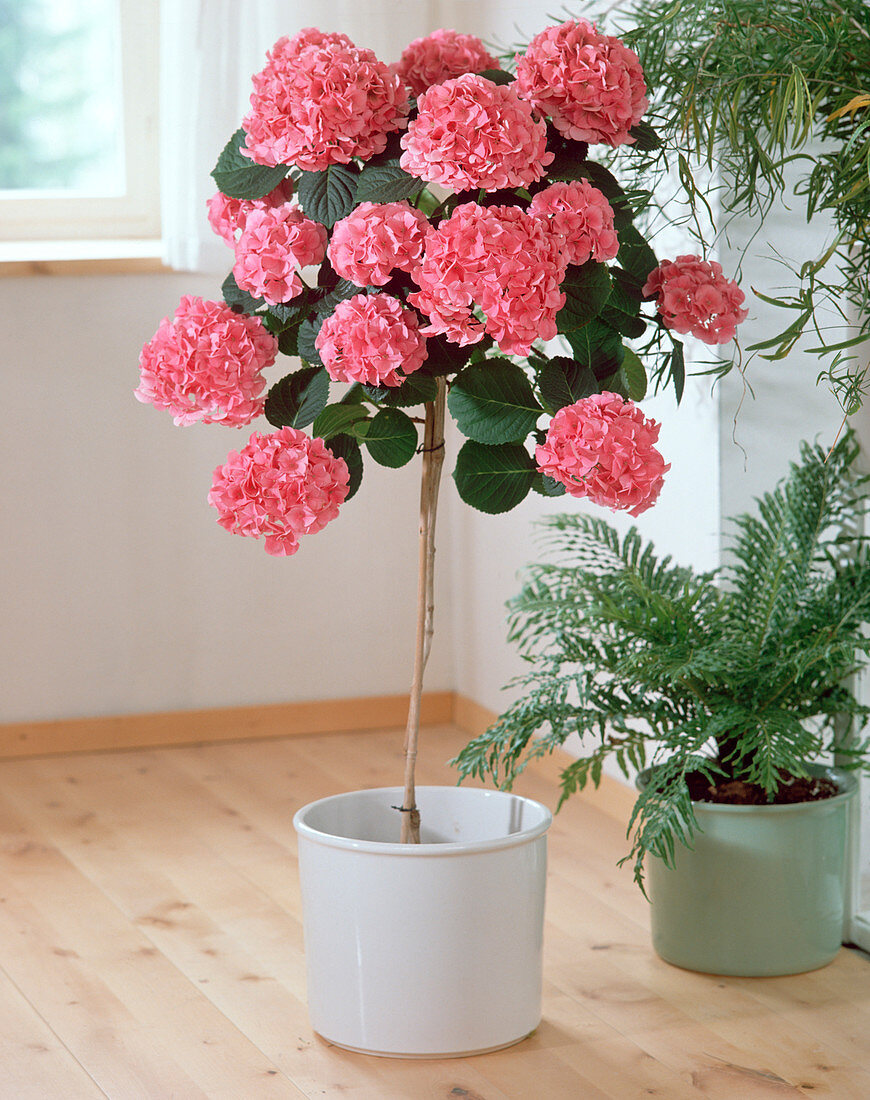 Hydrangea macrophylla