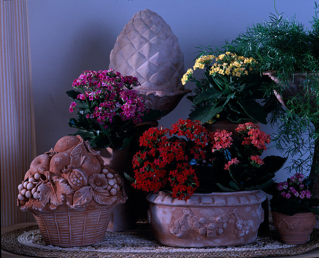 Kalanchoe blossfeldiana