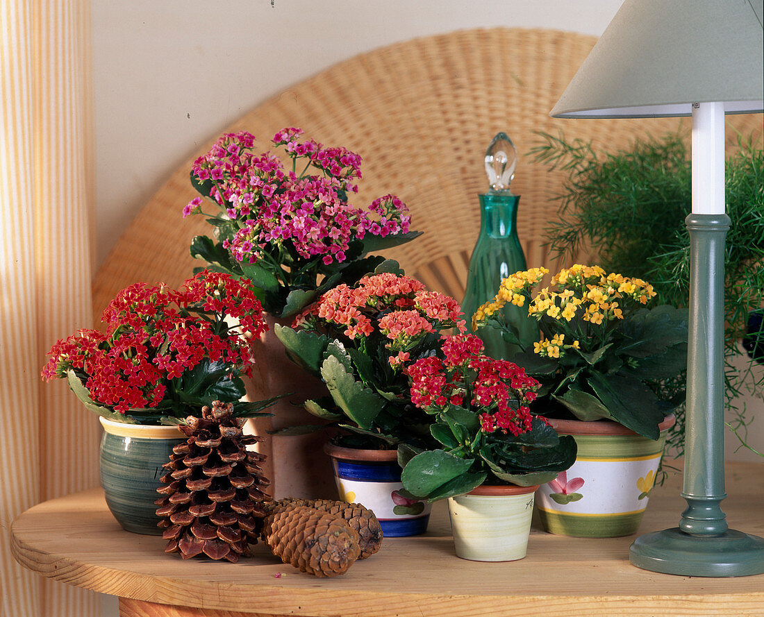 Kalanchoe blossfeldiana