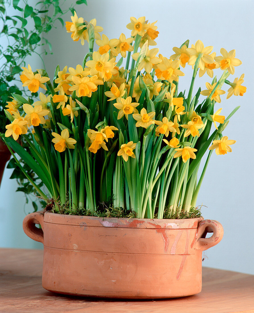 Narcissus hybrid 'Tete A Tete'