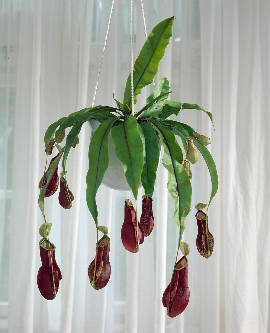 Nepenthes hybrid