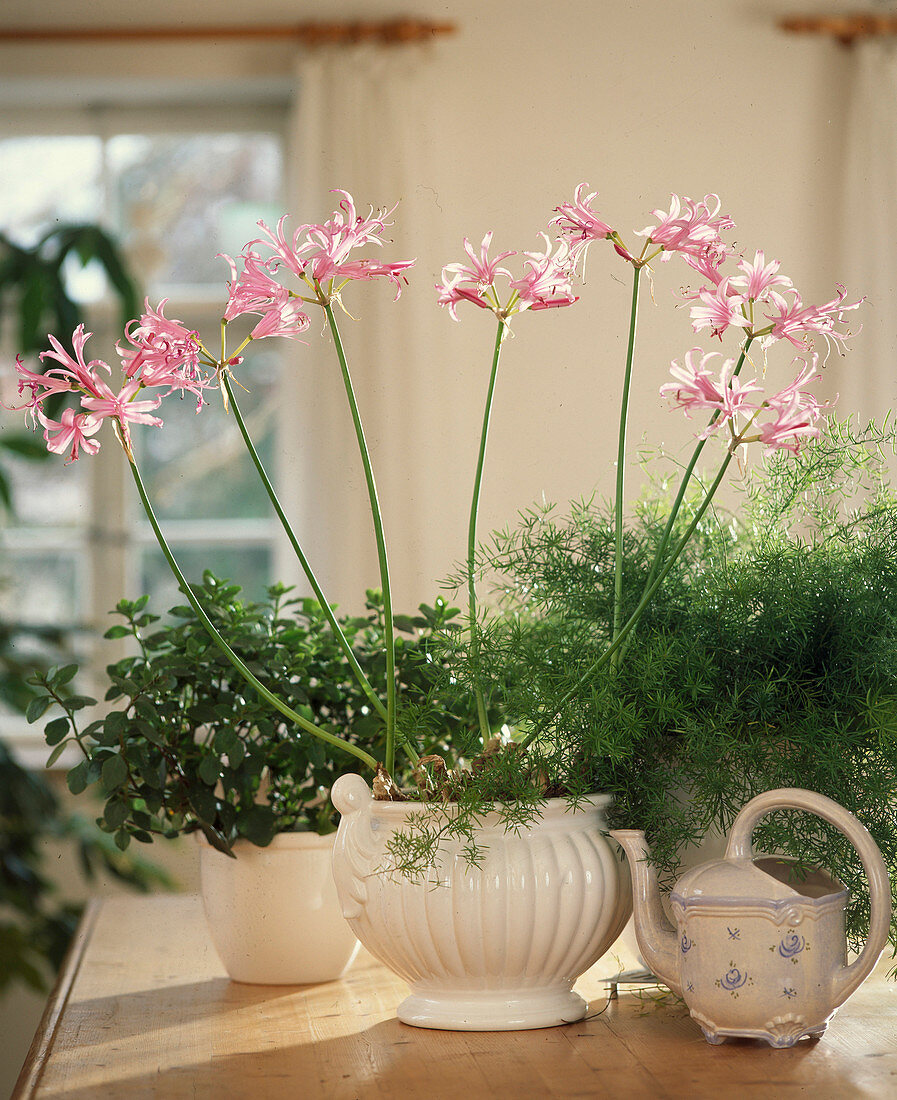 Nerine bowdenii