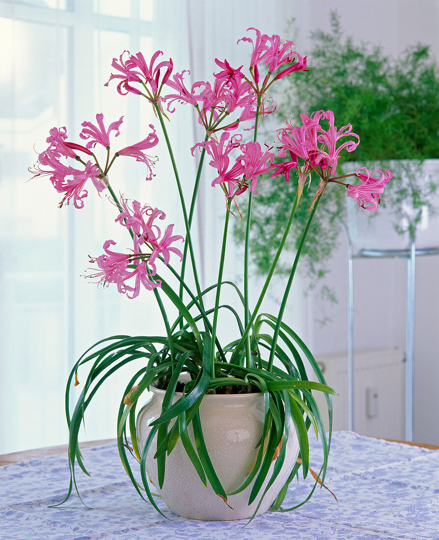 Nerine bowdenii