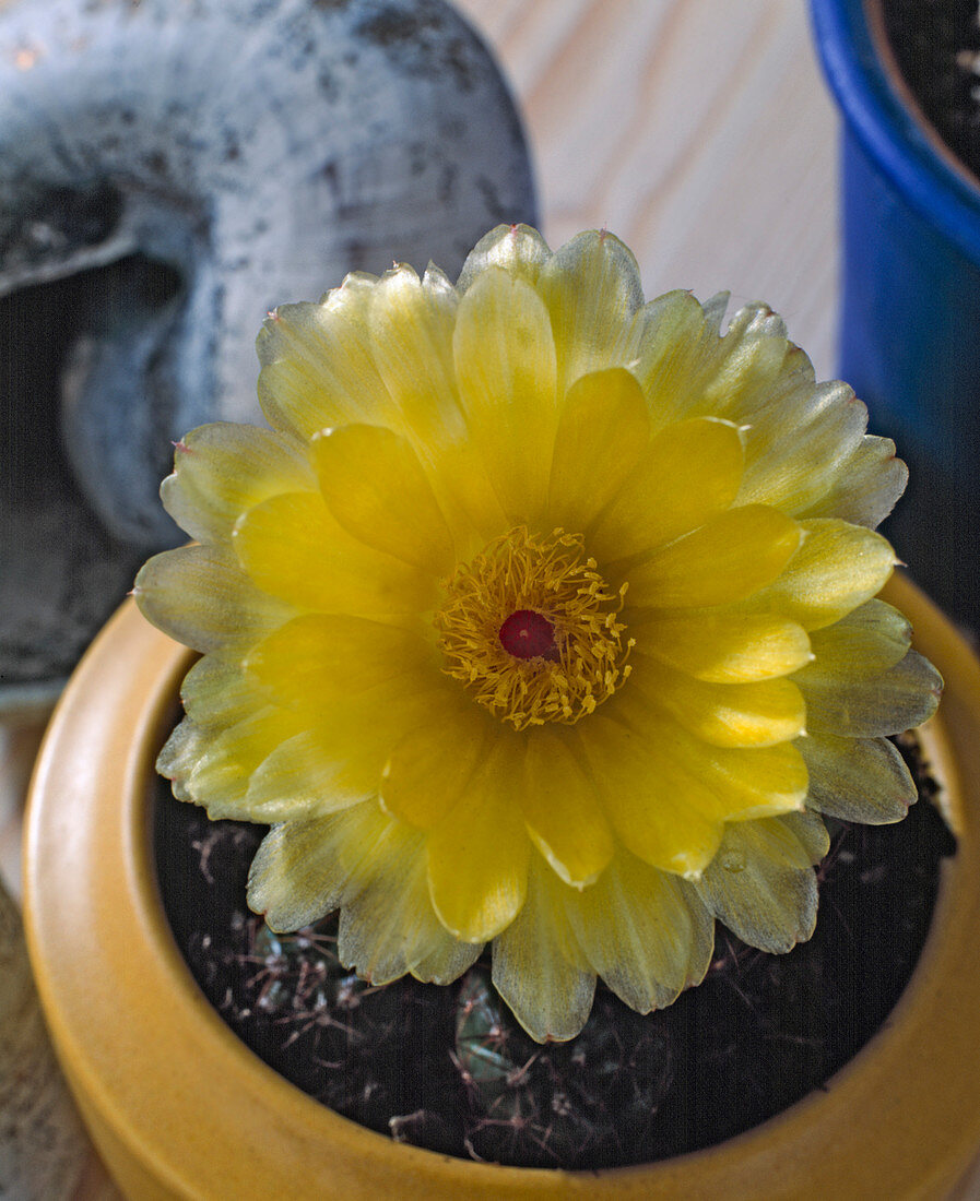 Notocactus campestrensis