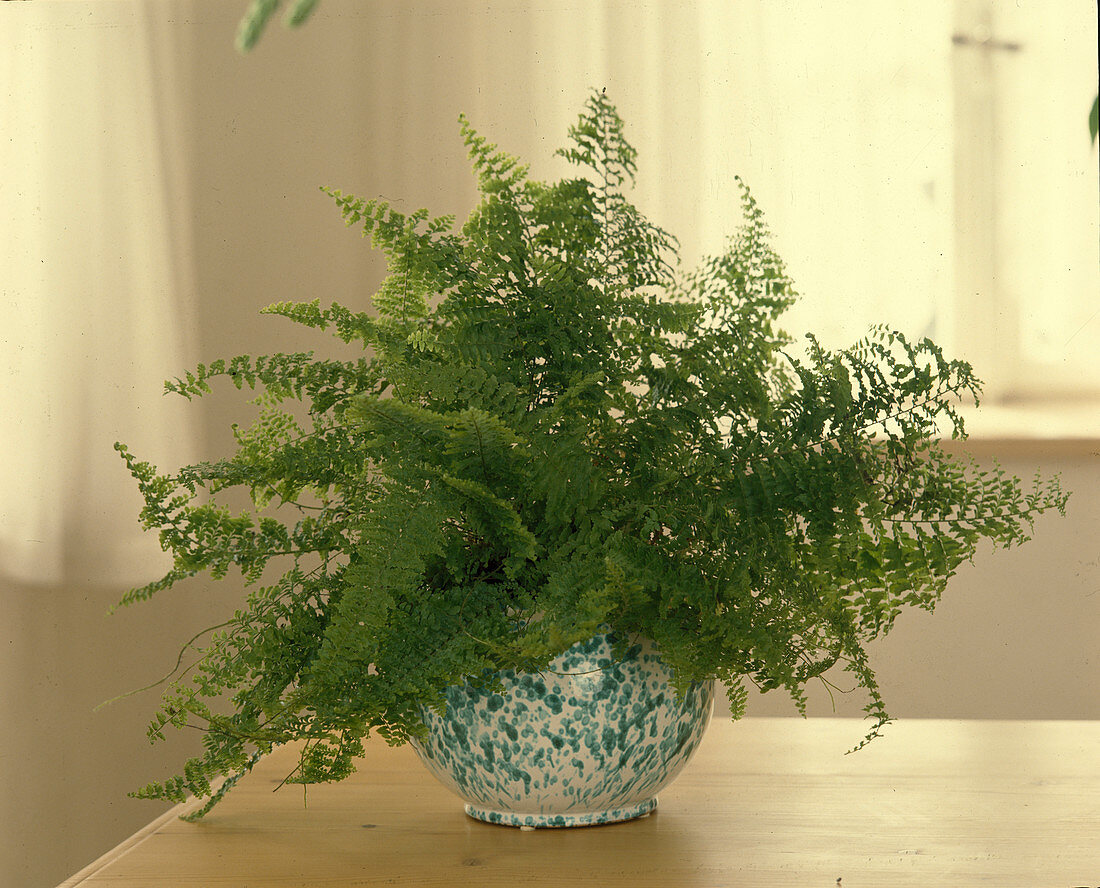 Nephrolepis exaltata 'Corditas' in hydroponics