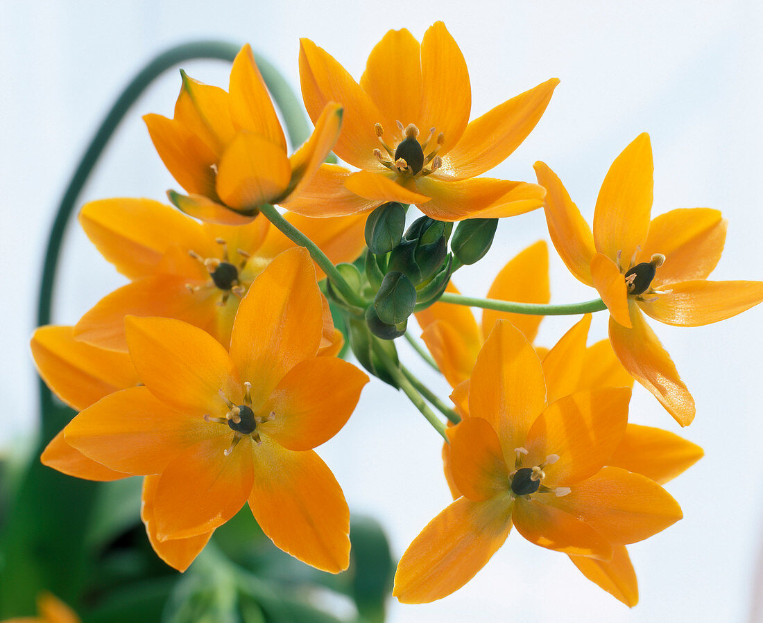 Ornithogalum