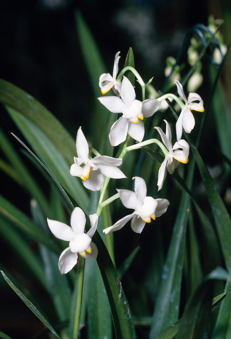 Odontoglossum pulchellum