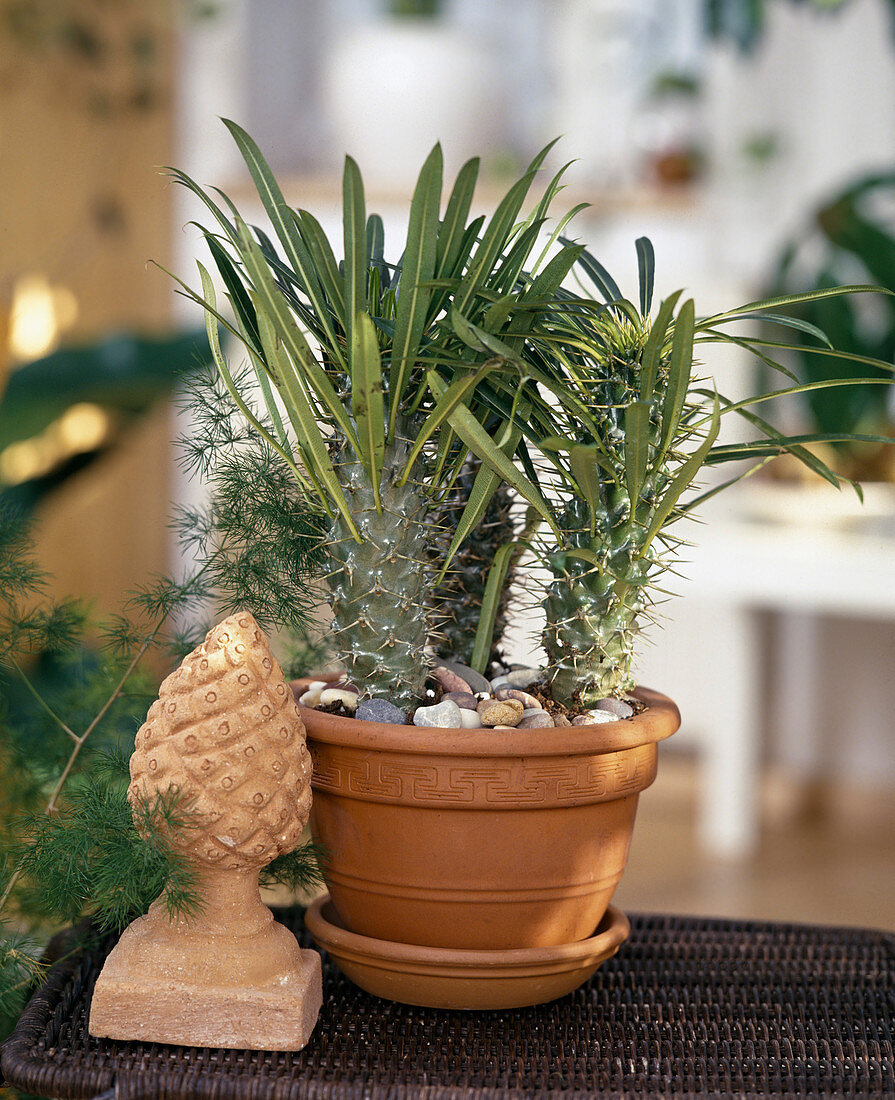 Pachypodium lamerei