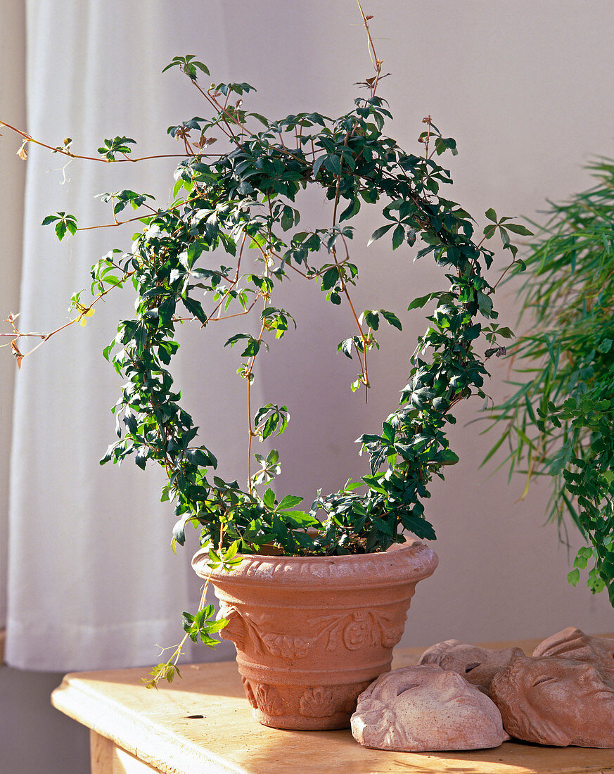 Parthenocissus inserta