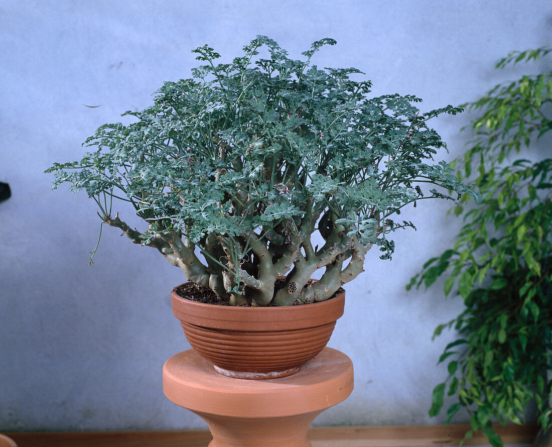 Pelargonium, succulent wild form