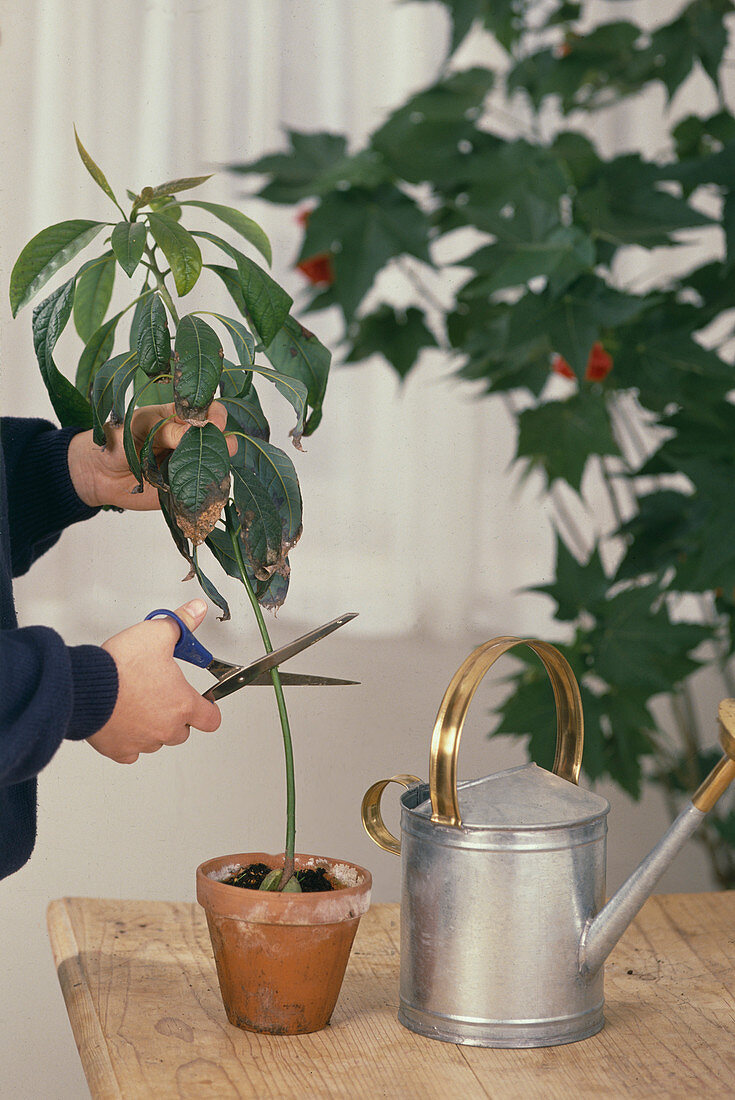 Cut back avocado to make it branch out